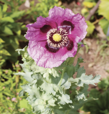 Opium Poppy