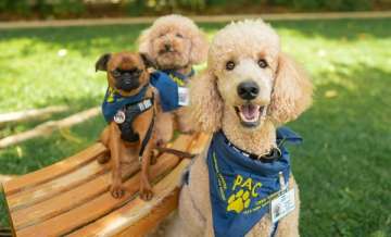 Dogs