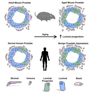 Animal and Human Prostate