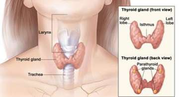 Thyroid Gland Illustration