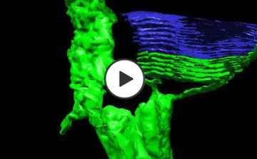 A 3D model of the base of a monkey rod outer segment, generated by segmentation of an EM tomogram.