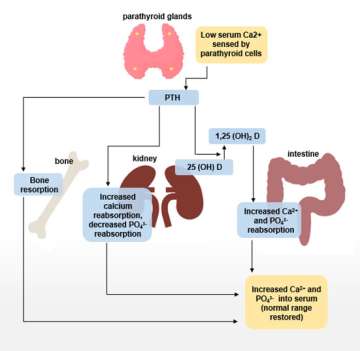 Workup for High Calcium