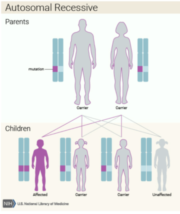 Diagram illustrating autosomal recessive inheritance in parents and children.