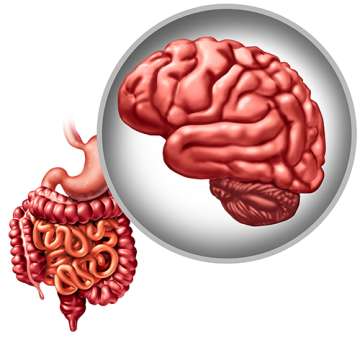 Brain-gut