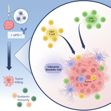 graphical abstract