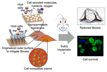 Cell therapy: 