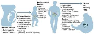 Developmental Diagram