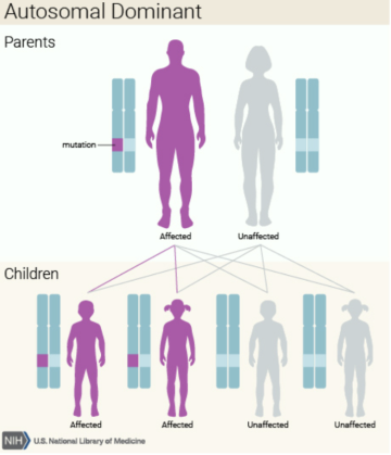 Diagram illustrating autosomal dominant inheritance pattern in parents and children.