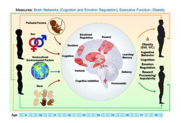 Obesity Research Diagram