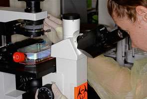 Researcher looking into a microscope