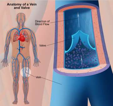 Anatomy of a Vein and Valve