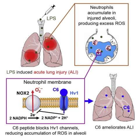 Drawing showcasing how researchers designed a peptide that reduces inflammation and counteracts lung injury in a mouse model.