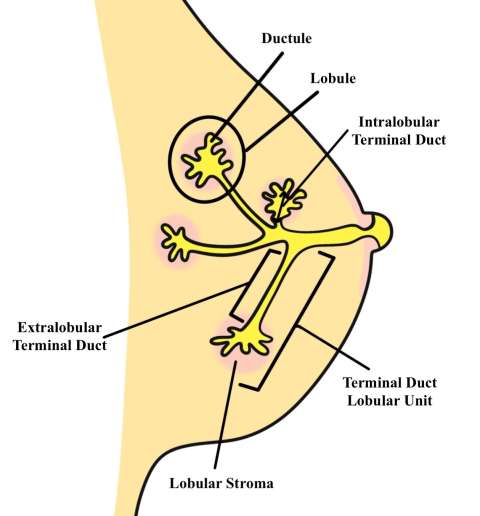 Case: Cysts pic 1