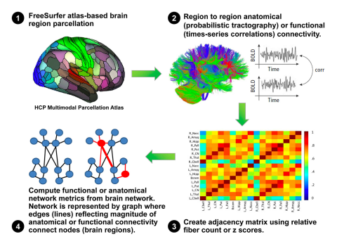  A 4-step diagram shows brain parcellation, connectivity mapping (tractography/BOLD signals), adjacency matrix creation, and network metric computation.