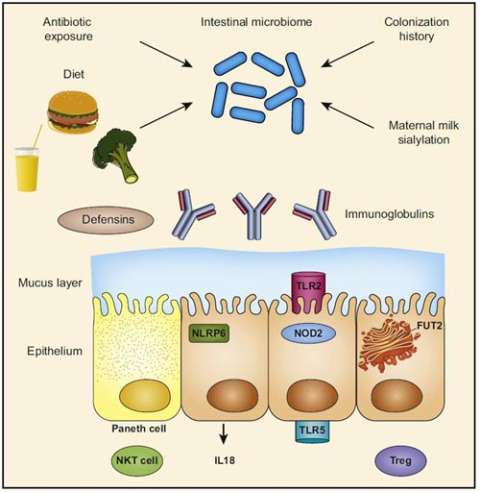 Obesity Research Diagram