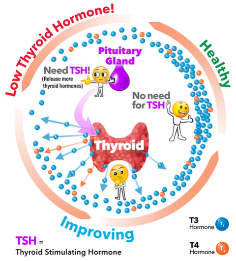 Illustration of Thyroid Hormone Levels, showing an example of healthy, improving, and low thyroid hormones.