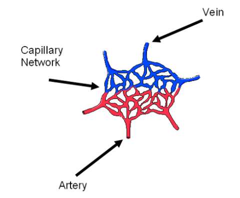 cap-net-dwg