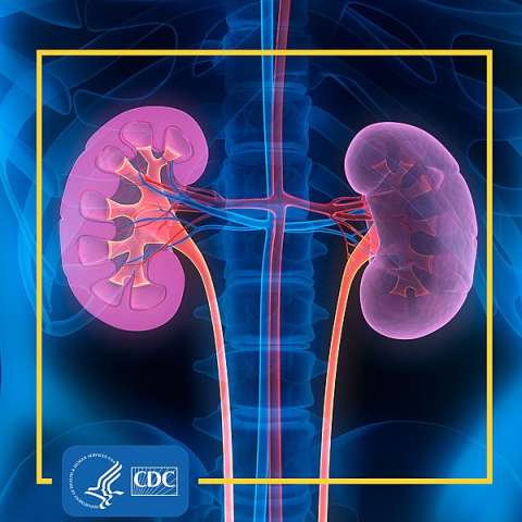 kidney