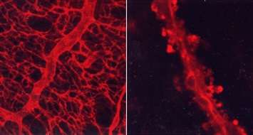 Close-up view of matricellular proteins.