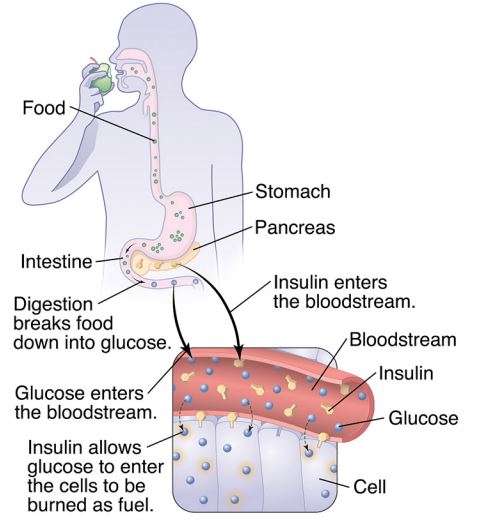 diabetes2