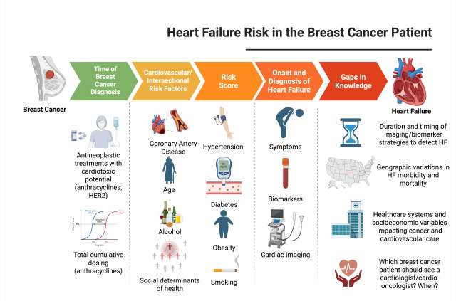 Illustration of heart failure risk in breast cancer patient