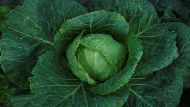 Photo of Cabbage
