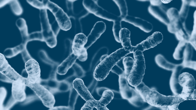 Chromosomes