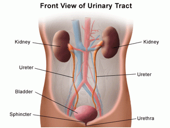 Hydronephrosis In Children