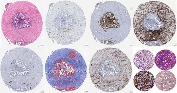 different cells