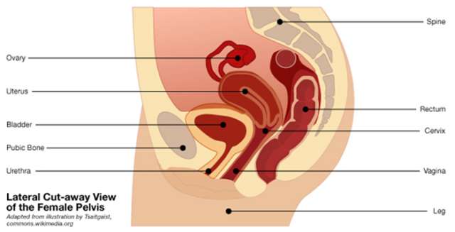 Pelvic Organ Prolapse Illustration