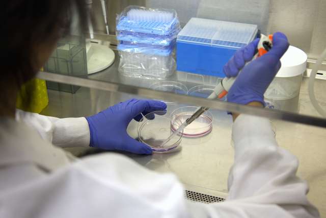 Gloved hands pipetting into petri dishes inside a lab biosafety cabinet.