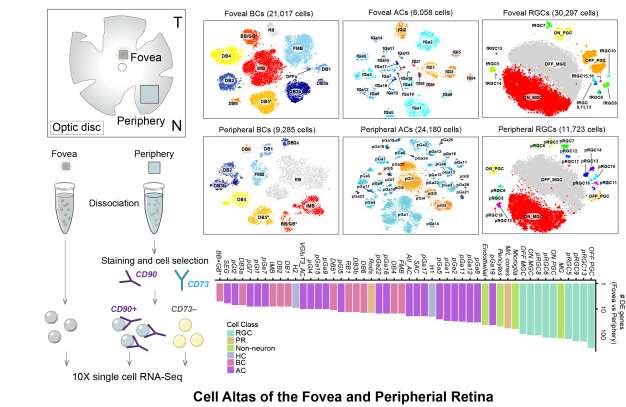 Fovea Figure