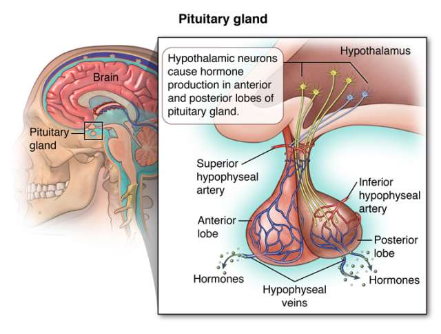 Illustration of the Pituitary Gland, located under the Hypothalamus. Showing superior and inferior arteries, anterior and posterior lobes, hormones, and veins.