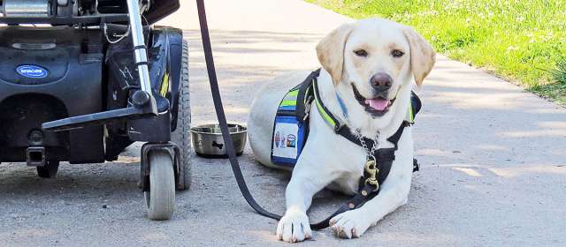 Service dog