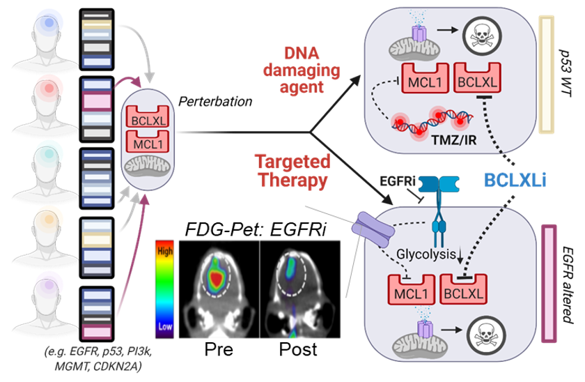 Graphic of GBM dual apoptotic barrier