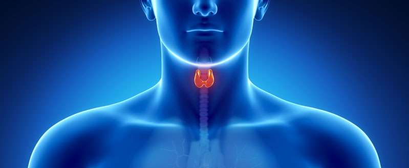 Illustration of Thyroid Gland