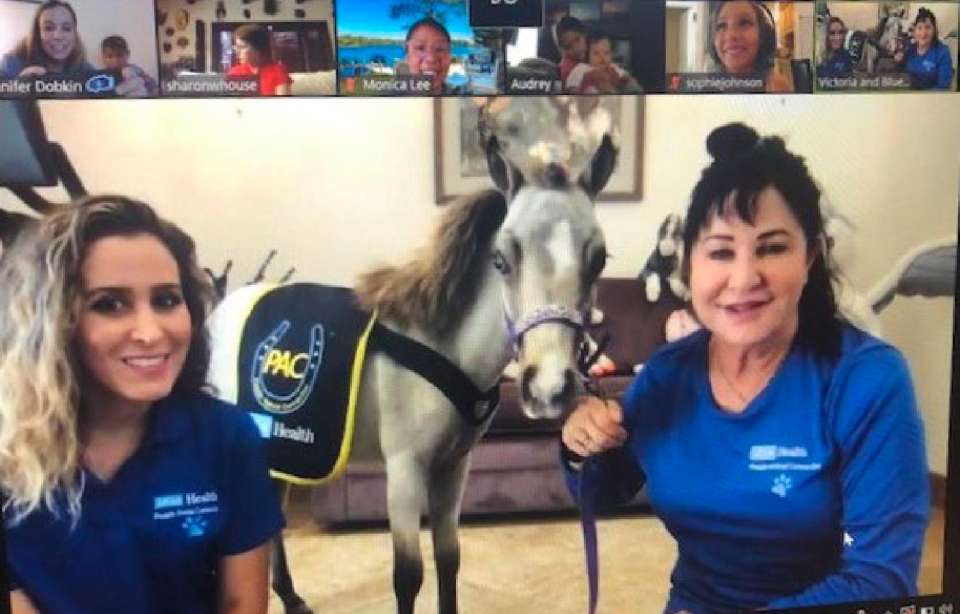 Virtual pet therapy with horse