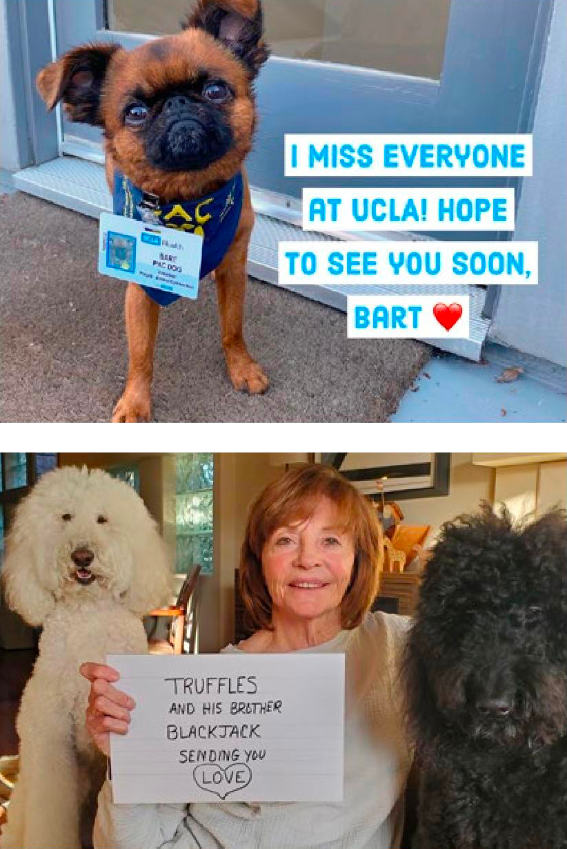 Top: Bart, a cute dog with UCLA ID, says "I miss everyone at UCLA!" Bottom: A woman holds a sign with two fluffy dogs, Truffles and Blackjack.