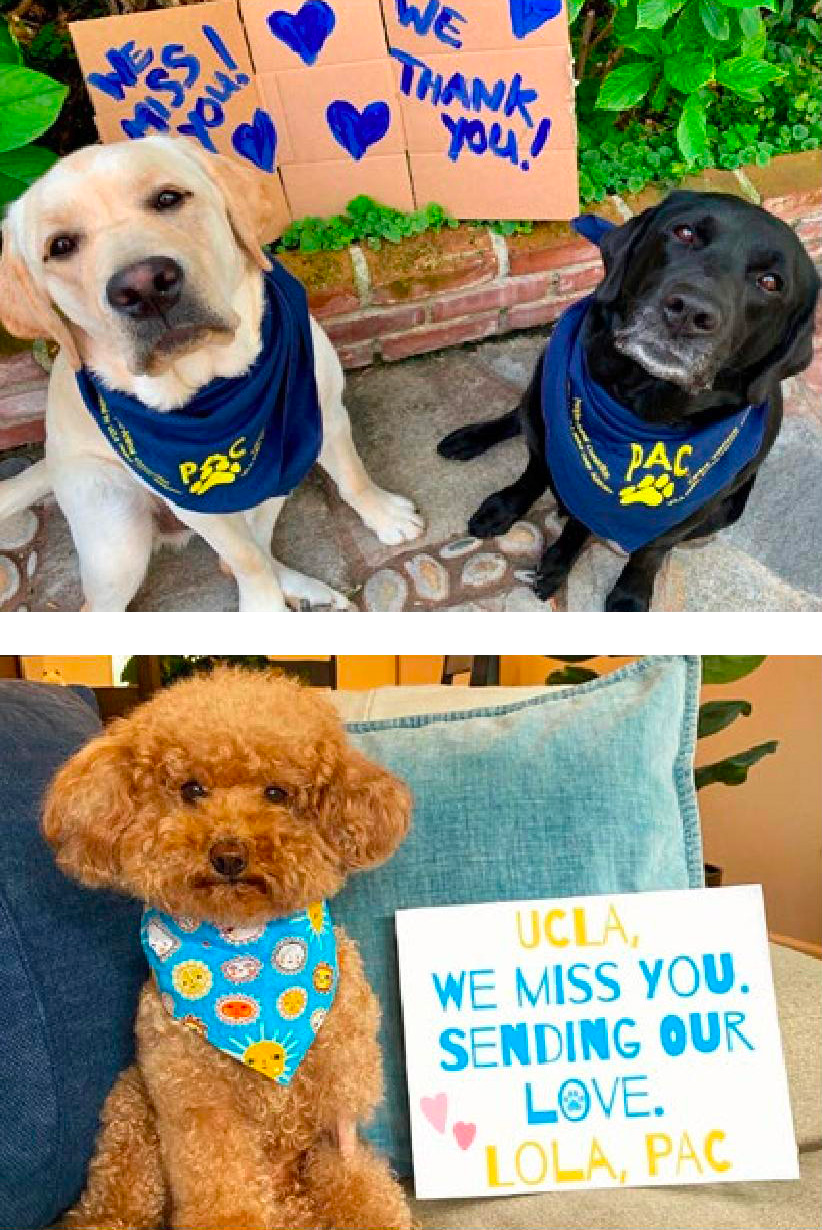 PAC therapy dogs wearing blue bandanas sit beside a sign reading “We Miss You! Thank You!” during UCLA Health’s virtual outreach.