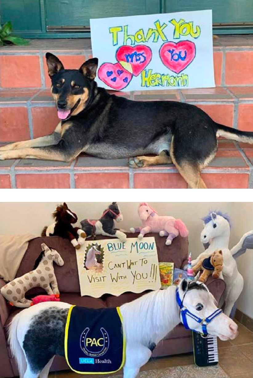 Pets miss people 3