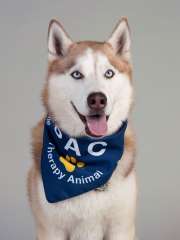 Thor PAC Therapy Animal (People-Animal Connection)