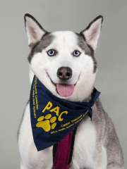 Izzy PAC Therapy Animal (People-Animal Connection)