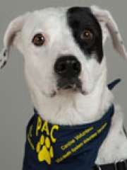 Scout
