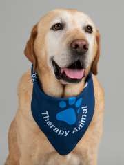 Lola PAC Therapy Animal (People-Animal Connection)