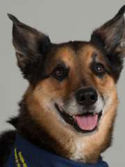 Scout