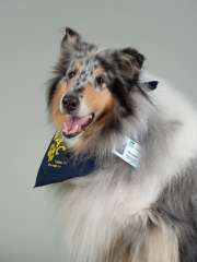 Blizzard - Collie