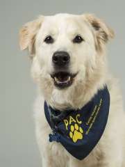 BobDylan - Maremma Sheepdog