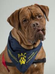 Boba - Dogue de Bordeaux