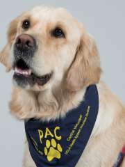 Callie - Golden Retriever