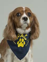Carly - Cavalier King Charles Spaniel